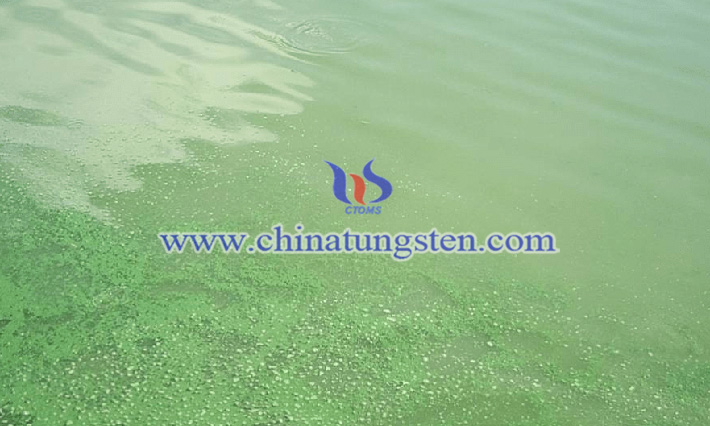 藍藻圖片（圖源：江湖漁業）